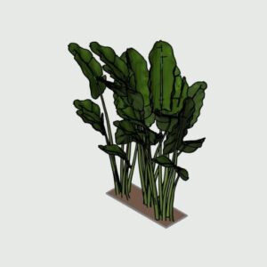 Maranta Charuto